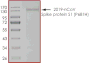 Product Element Image